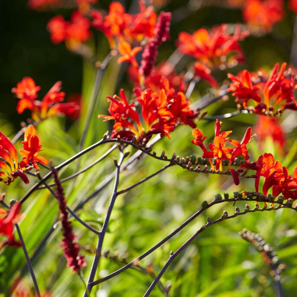 Montbretia 'Lucifer' (Crocosmia)